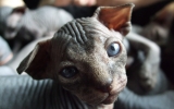 Kittens062525620081014005031kopie.JPG