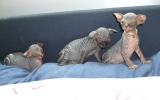 Kittens062525620081027255039.JPG