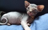 Kittens062525620081029075050.JPG