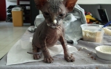 Kittens062526620081506145070.JPG