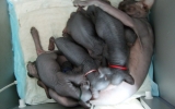Kittens062527620081445025073.JPG