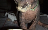 Kittens062527620082239425088.jpg