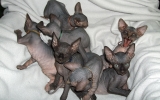 Kittens07088720081106335027.JPG