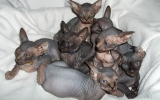 Kittens07088720081108595036.JPG