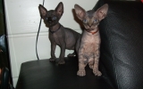 Kittens07138720082226175005.JPG