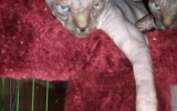 Kittens071816720081058535005.JPG