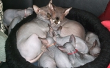 Kittens071816720081920035033.JPG