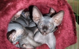Kittens071818720081316505035.JPG