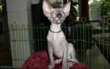 Kittens071818720081317575036.JPG