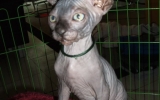 Kittens071818720081319075040.JPG
