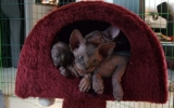 Kittens071818720081721175041.JPG