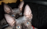Kittens071818720082021025047.JPG