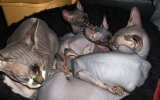 Kittens071818720082022165052.JPG