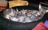 Kittens071918720082123195004.JPG