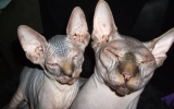 Kittens071918720082129415016.JPG