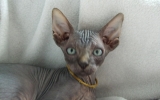 Kittens071919720081333065033.JPG