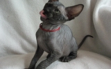 Kittens071919720081451215072.JPG