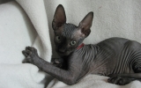 Kittens071919720081452355074.JPG