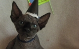 Kittens071919720081456385057.JPG