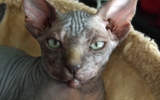 Kittens072827720081454526837.JPG