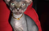 Kittens072827720081526216846.JPG