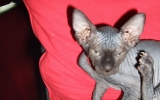 Kittens072827720081527156848.JPG