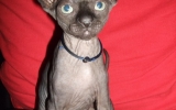 Kittens072827720081529196856.JPG