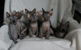 Kittens0731samen31720081553077009.JPG