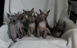 Kittens0731samen31720081553087010.JPG