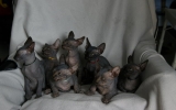 Kittens0731samen31720081553427014.JPG
