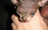 KittensOokiMomo0057.jpg