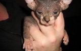 KittensOokiMomo0059.jpg