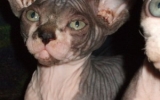 KittensOokiMomo0063.jpg