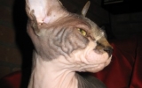 Momo22520071749385562kopie.JPG