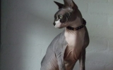 Momo31320081032385537.jpg