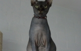 Ookizwanger1520081401545994_1.JPG