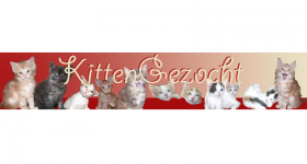 Kitten Gezocht