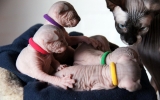 kittens2010__019.JPG