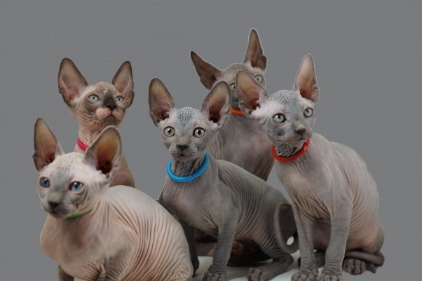 nestje 2013 (Mushi(groen) Bep(roze) Toos(blauw) Yoki(oranje) Marcel(rood)