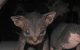 tn_KittensOokiMomo0028.gif
