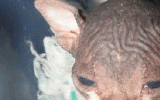 tn_KittensOokiMomo0030.gif