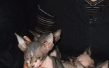 tn_KittensOokiMomo0050.gif