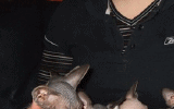 tn_KittensOokiMomo0051.gif