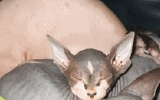 tn_KittensOokiMomo0052.gif