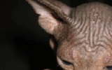tn_KittensOokiMomo0057.gif
