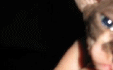 tn_KittensOokiMomo0058.gif