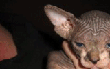 tn_KittensOokiMomo0059.gif