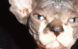 tn_KittensOokiMomo0060.gif