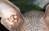 tn_KittensOokiMomo0062.gif