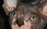 tn_KittensOokiMomo0063.gif